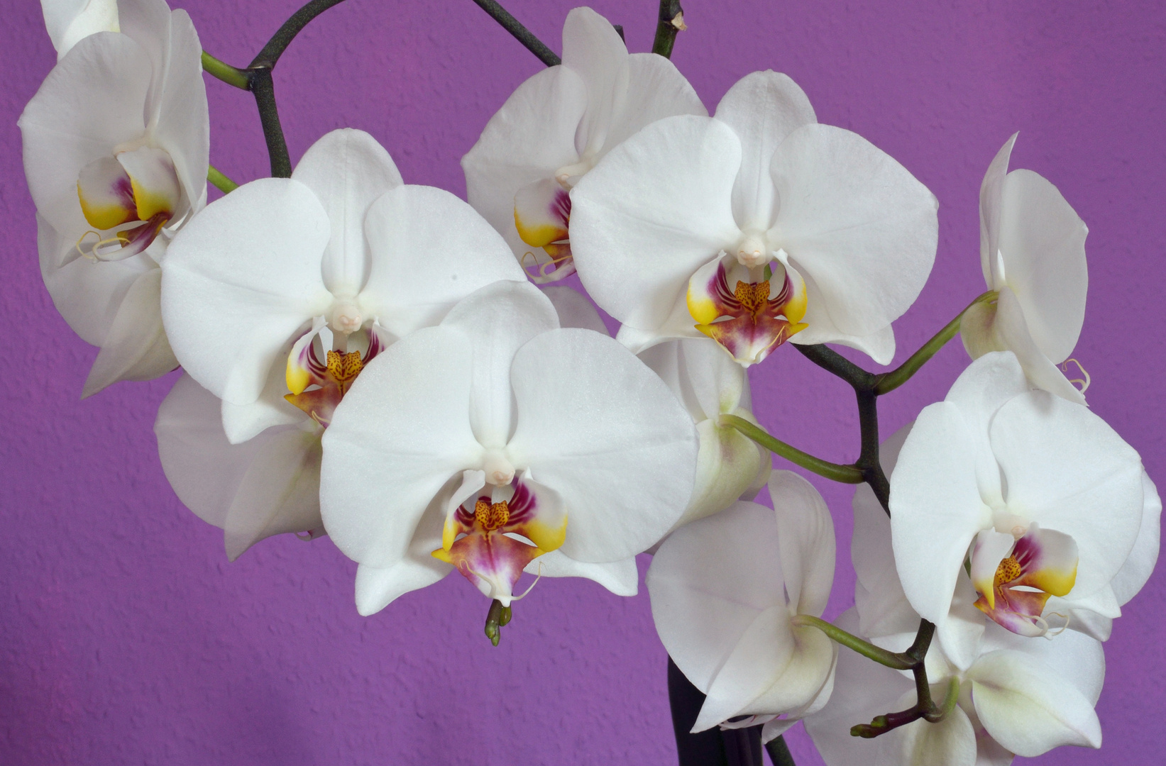 Orchideen