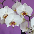 Orchideen