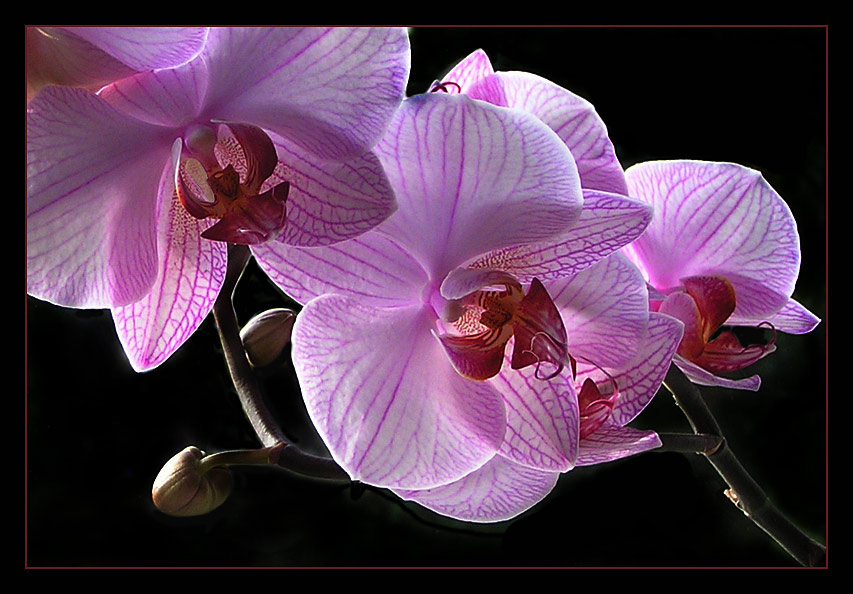 Orchideen