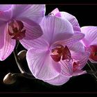 Orchideen