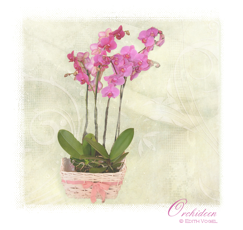 Orchideen