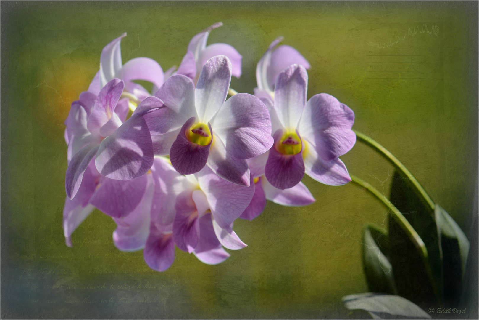 Orchideen