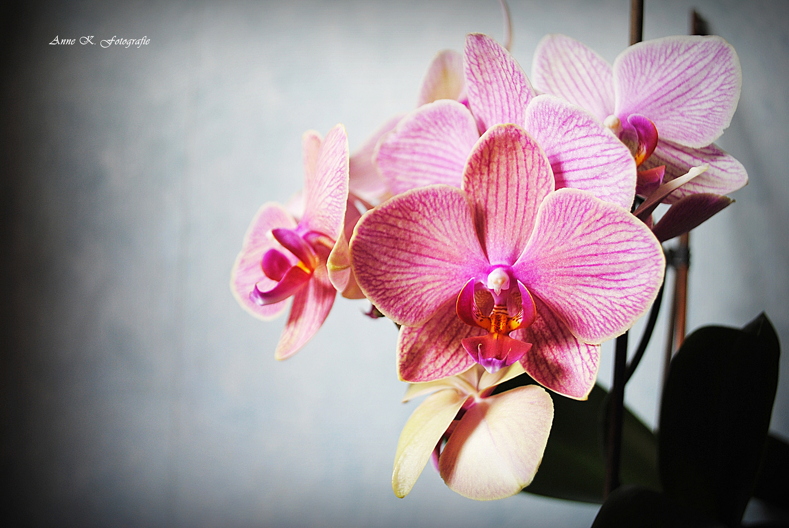 Orchideen.