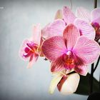 Orchideen.