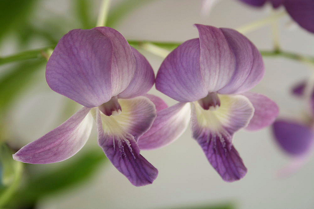 Orchideen Dendrobium