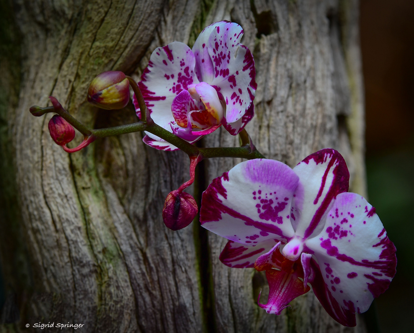 Orchideen der Gattung Phalaenopsis