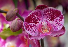 Orchideen der Gattung Phalaenopsis