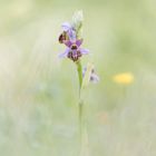 Orchideen der Grands Causses: Die Aveyron-Ragwurz 