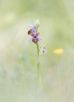 Orchideen der Grands Causses: Die Aveyron-Ragwurz