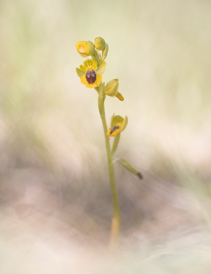 Orchideen der Grands Causses: Die Gelbe Ragwurz