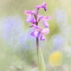 Orchideen der Grands Causses: Kleines Knabenkraut