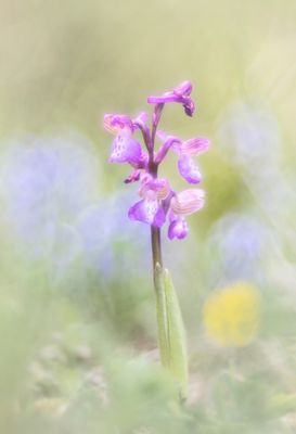 Orchideen der Grands Causses: Kleines Knabenkraut