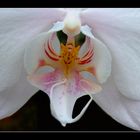 Orchideen - Detail