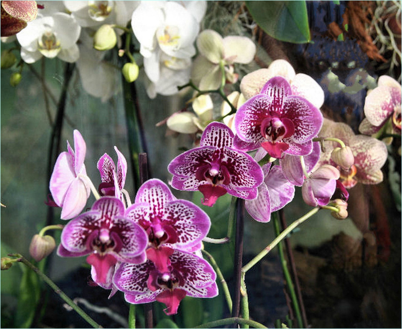 Orchideen