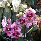 Orchideen