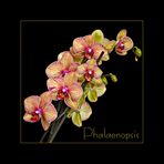 Orchideen-Diagonale