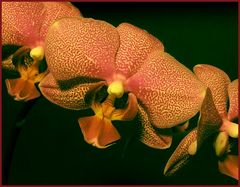 Orchideen die Fünfte