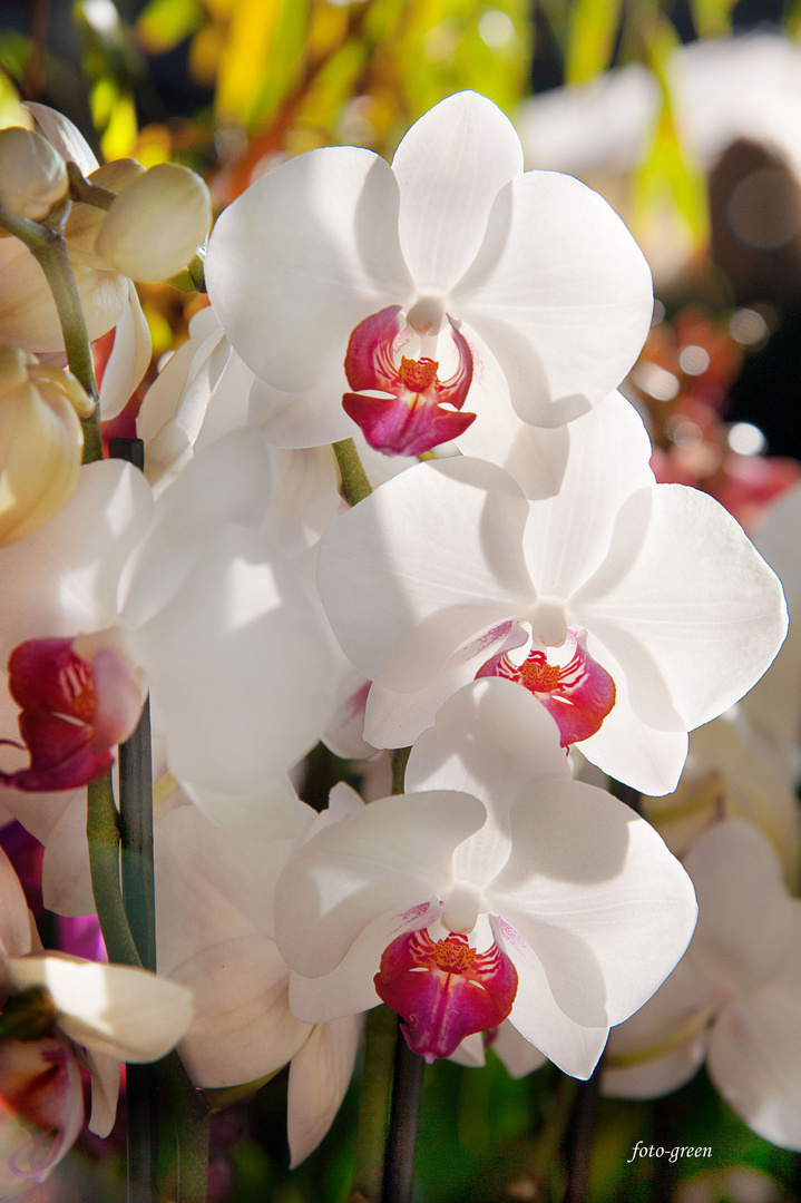 Orchideen die Schönheit der Natur