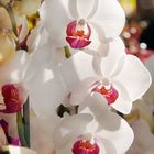 Orchideen die Schönheit der Natur