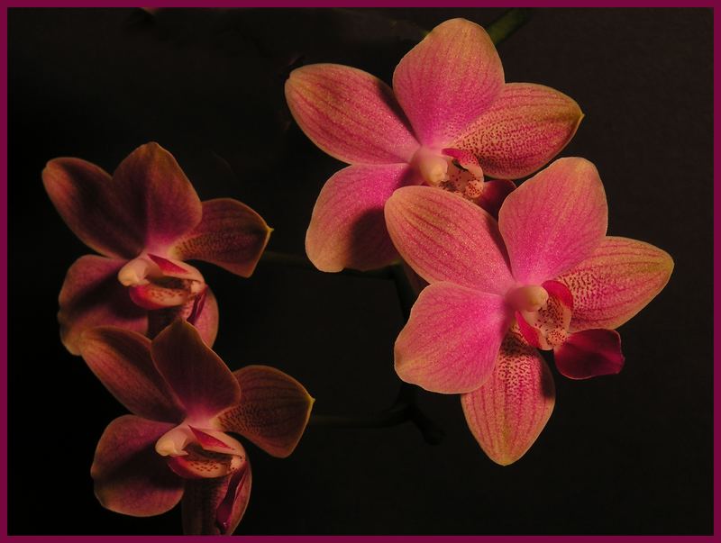Orchideen die Vierte