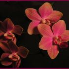 Orchideen die Vierte