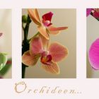 Orchideen (..die Zweite)