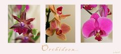 Orchideen (..die Zweite)