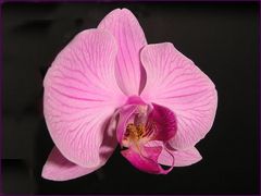 Orchideen die Zweite