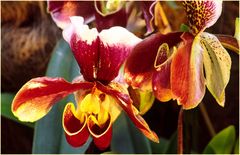 Orchideen - Duett