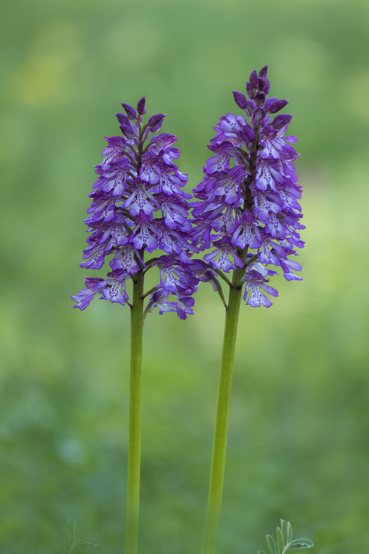 Orchideen - Duo