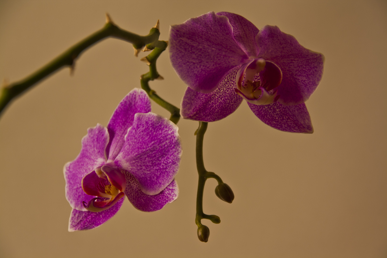 Orchideen-Duo