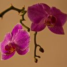 Orchideen-Duo