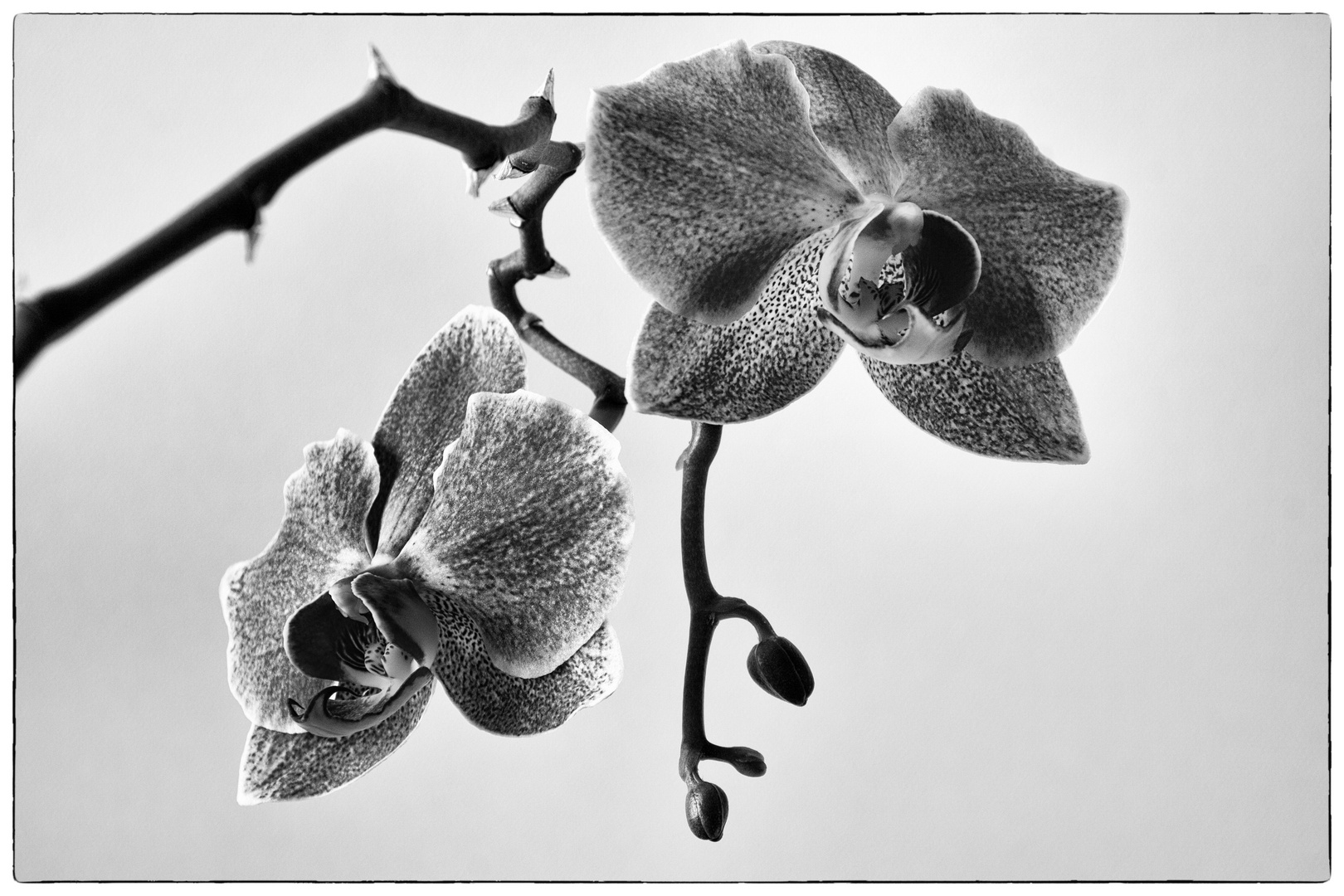 Orchideen-Duo SW