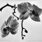 Orchideen-Duo SW