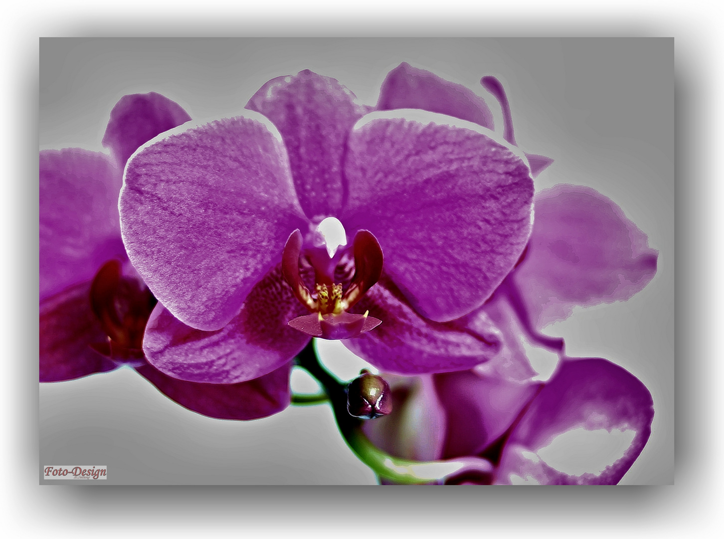 Orchideen