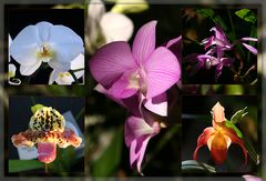 Orchideen...