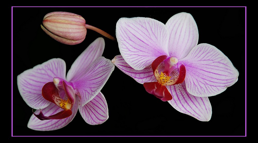 Orchideen...