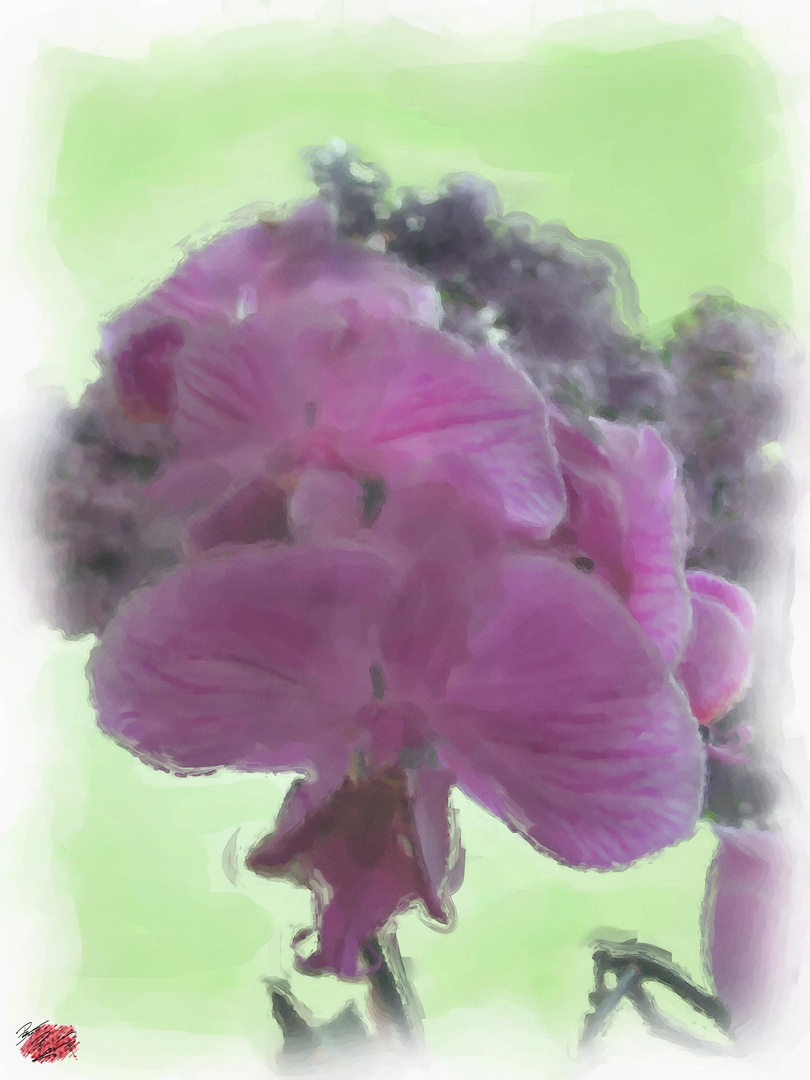 Orchideen