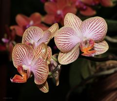 Orchideen