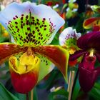 Orchideen - Ein kleines Wunder der Natur