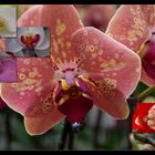 Orchideen, eine Zusammenstelung--alles echt?