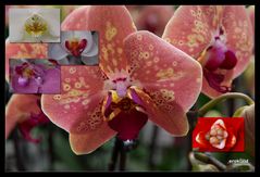 Orchideen, eine Zusammenstelung--alles echt?