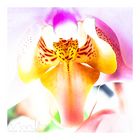 Orchideen-Engel