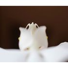 Orchideen- Engel