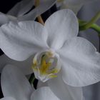 Orchideen - Erotik