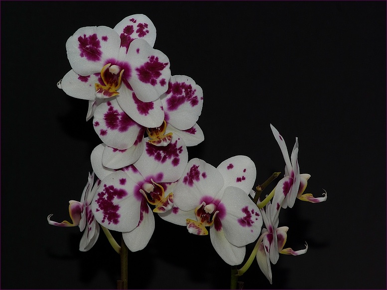 Orchideen