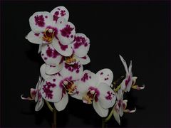 Orchideen