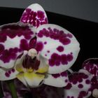 Orchideen