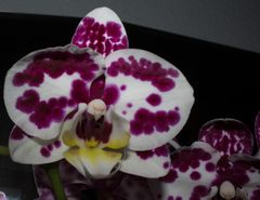 Orchideen