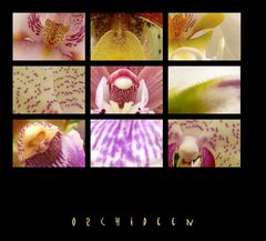 . orchideen .